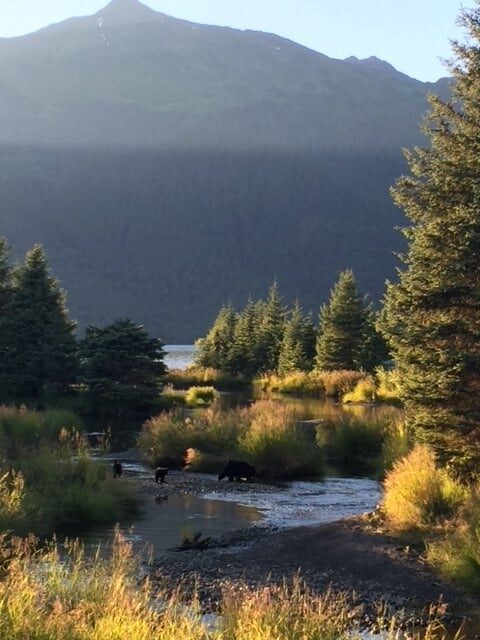 landscape of trees and lake