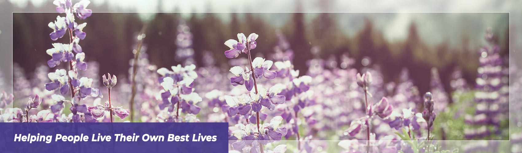 field of purple flowers